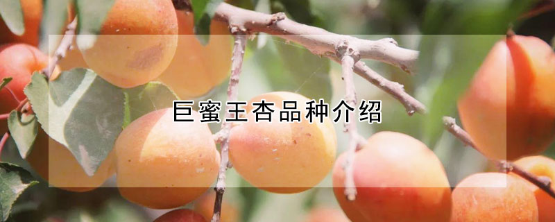 巨蜜王杏品種介紹