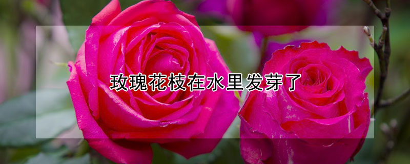 玫瑰花枝在水裏發芽了