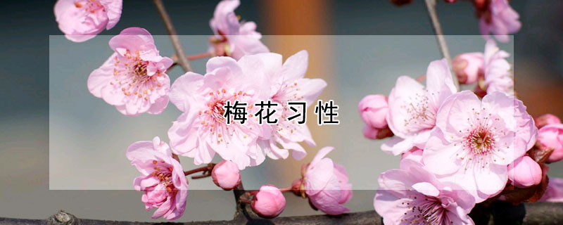 梅花習性