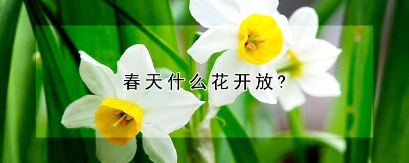 春天什麼花開放?