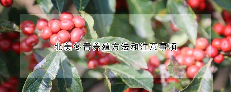 北美冬青養殖方法和注意事項