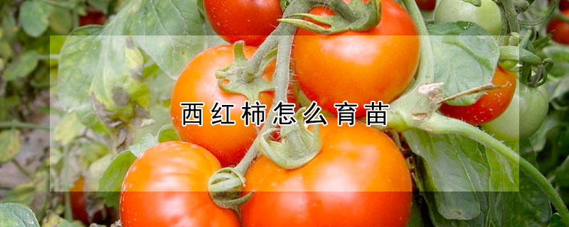 西紅柿怎麼育苗