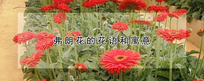 弗朗花的花語和寓意