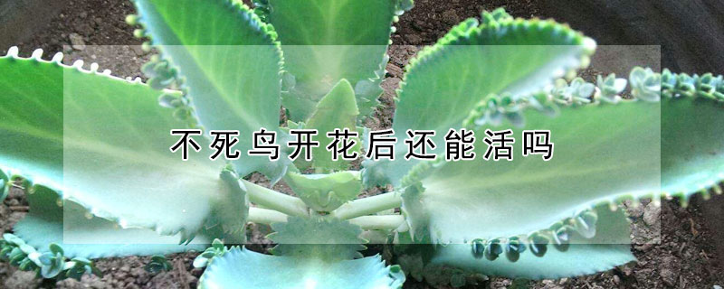 不死鳥開花後還能活嗎