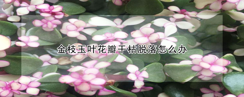 金枝玉葉花瓣幹枯脫落怎麼辦