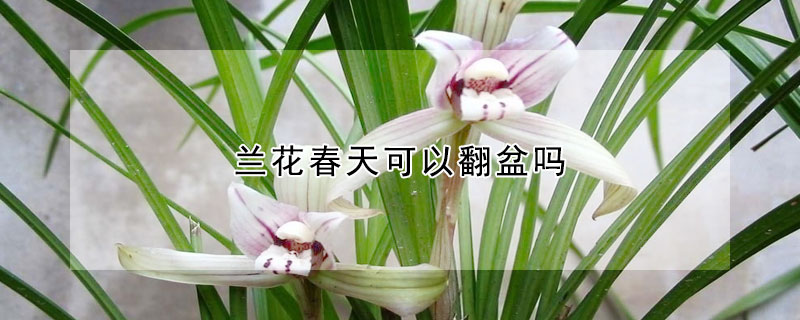 蘭花春天可以翻盆嗎