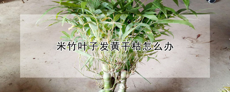 米竹葉子發黃幹枯怎麼辦