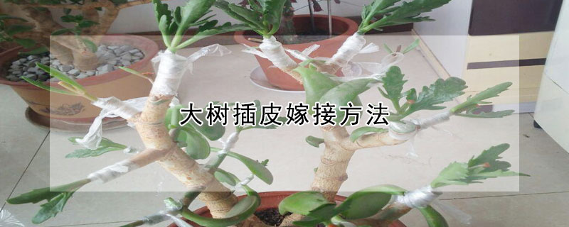 大樹插皮嫁接方法