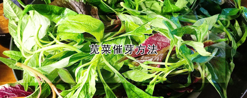 莧菜催芽方法