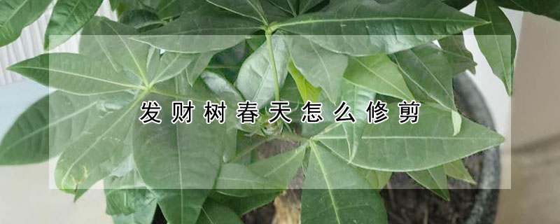 發財樹春天怎麼修剪