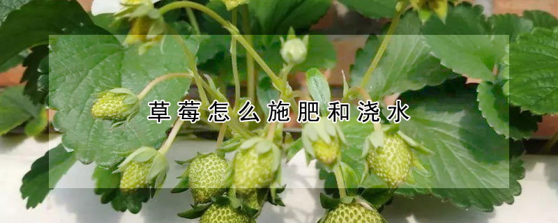 草莓怎麼施肥和澆水