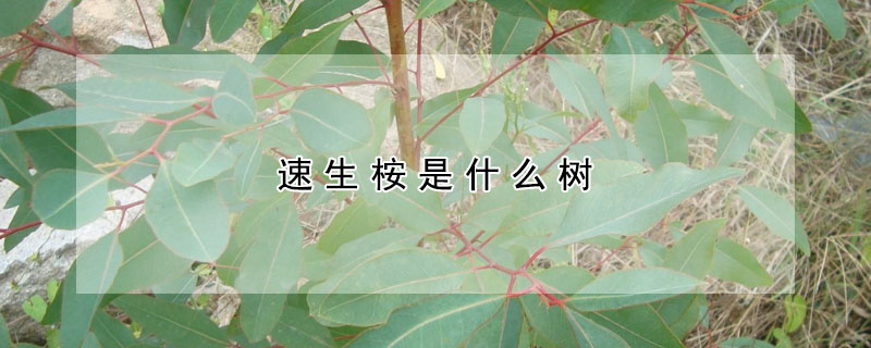 速生桉是什麼樹