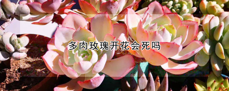 多肉玫瑰開花會死嗎