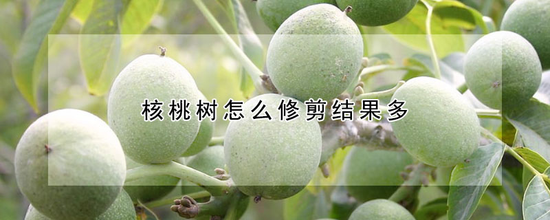 核桃樹怎麼修剪結果多