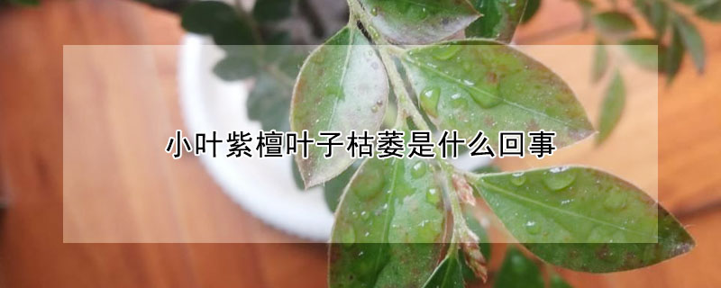 小葉紫檀葉子枯萎是什麼回事