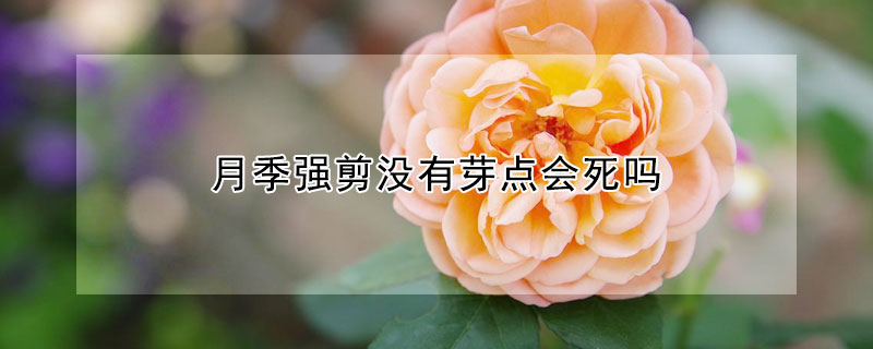 月季強剪沒有芽點會死嗎