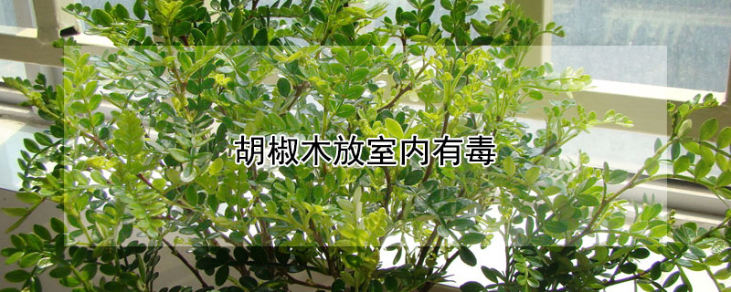 胡椒木放室內有毒