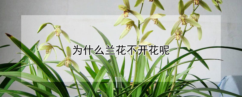 為什麼蘭花不開花呢