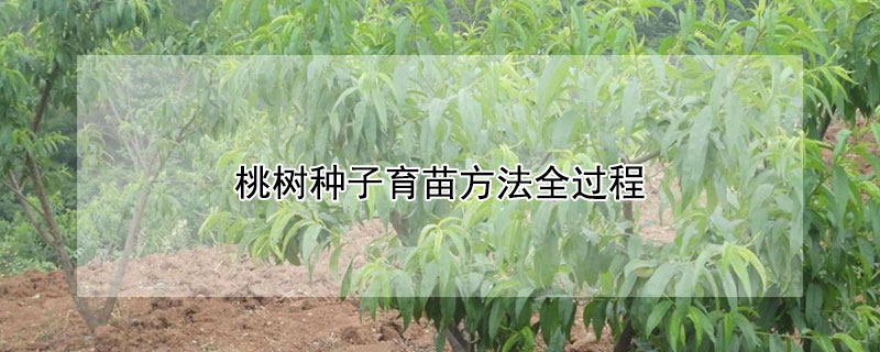 桃樹種子育苗方法全過程