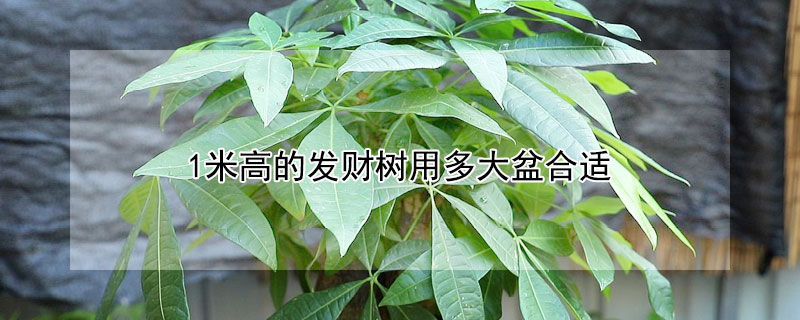 1米高的發財樹用多大盆合適