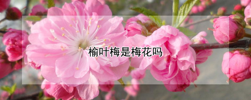 榆葉梅是梅花嗎