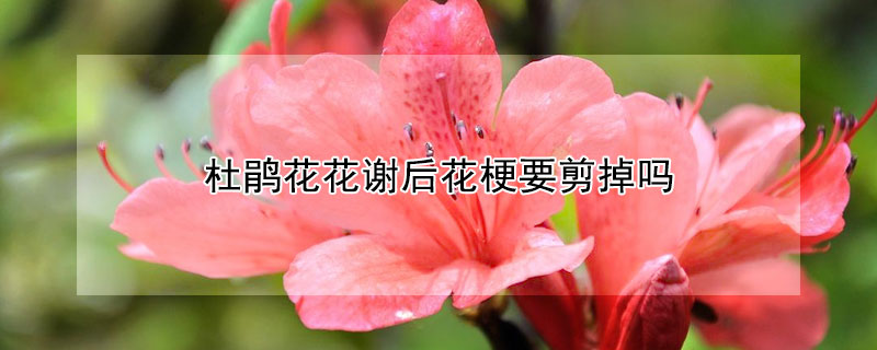 杜鵑花花謝後花梗要剪掉嗎