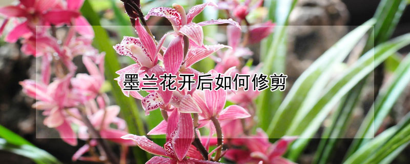 墨蘭花開後如何修剪