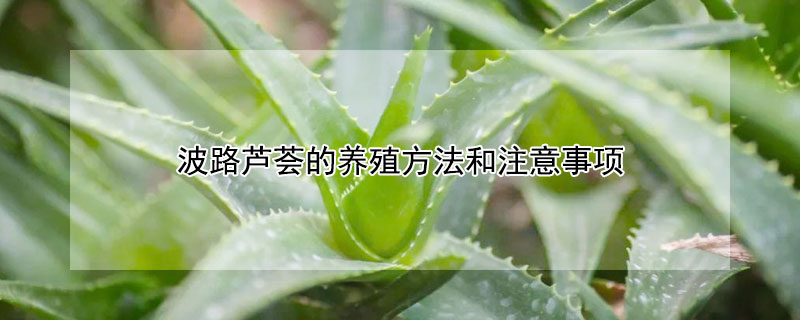 波路蘆薈的養殖方法和注意事項