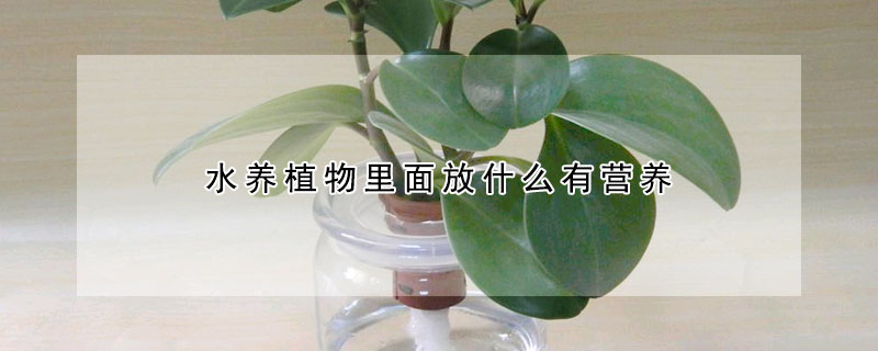 水養植物裏麵放什麼有營養