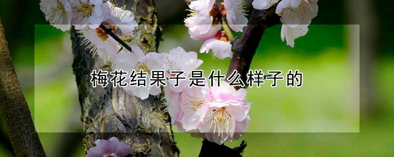 梅花結果子是什麼樣子的