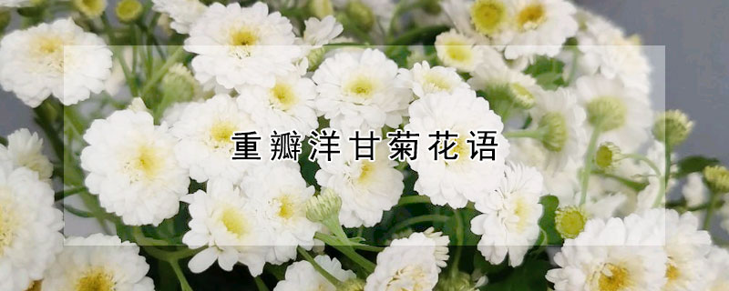 重瓣洋甘菊花語