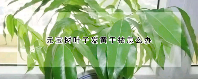 元寶樹葉子發黃幹枯怎麼辦