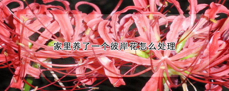 家裏養了一個彼岸花怎麼處理