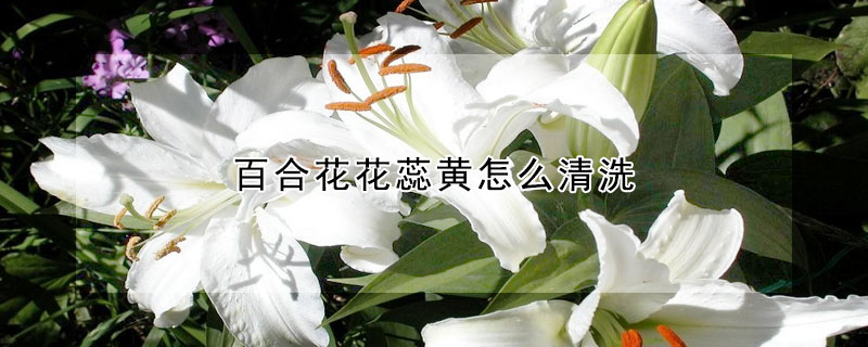 百合花花蕊黃怎麼清洗