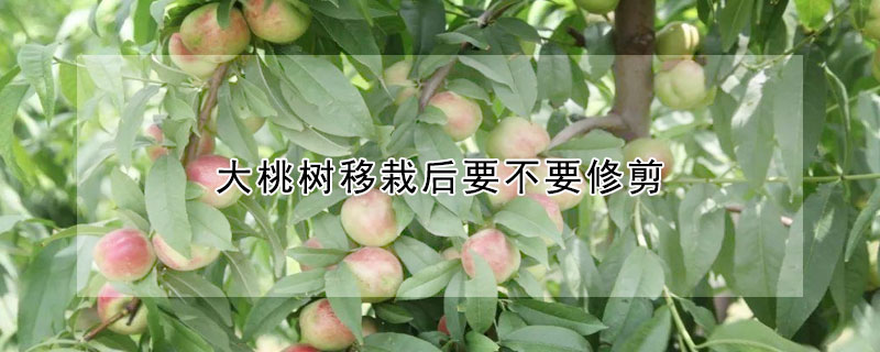 大桃樹移栽後要不要修剪