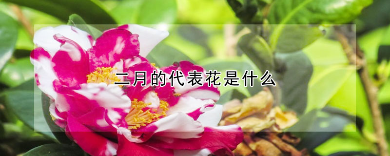 二月的代表花是什麼