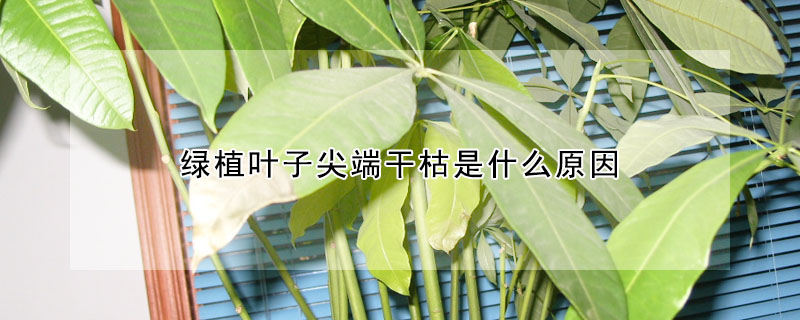 綠植葉子尖端幹枯是什麼原因