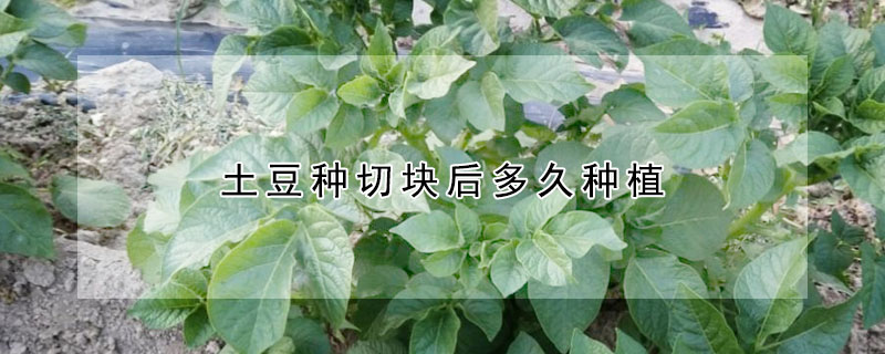 土豆種切塊後多久種植