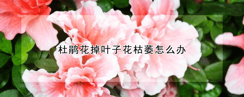 杜鵑花掉葉子花枯萎怎麼辦