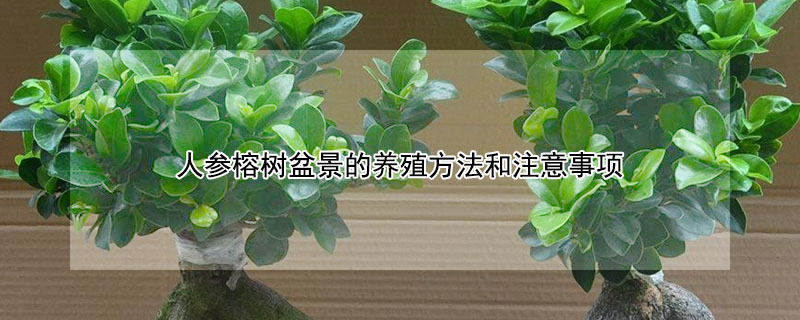 人參榕樹盆景的養殖方法和注意事項