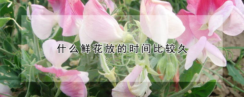 什麼鮮花放的時間比較久