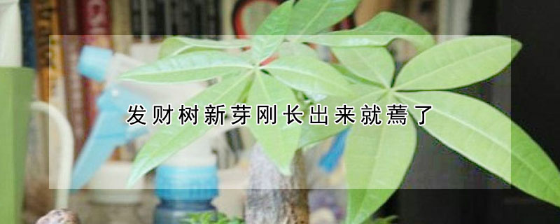 發財樹新芽剛長出來就蔫了