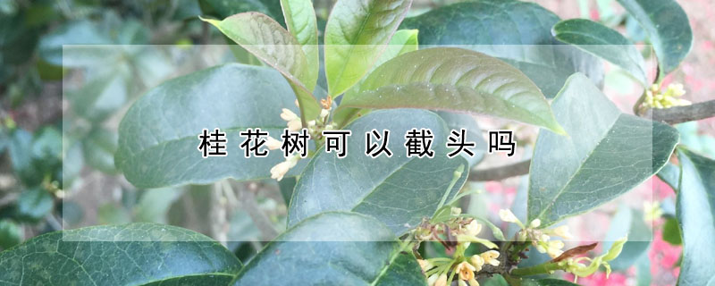 桂花樹可以截頭嗎