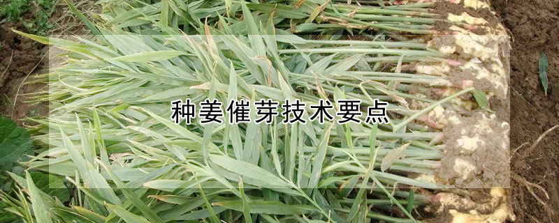 種薑催芽技術要點