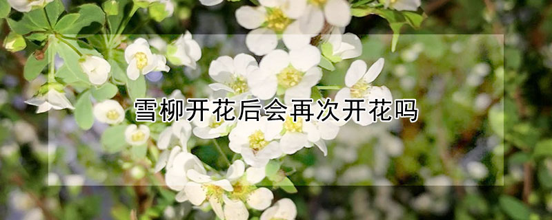 雪柳開花後會再次開花嗎