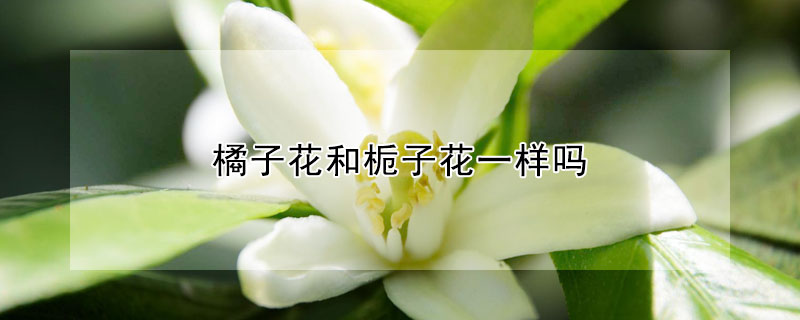 橘子花和梔子花一樣嗎