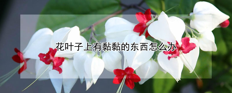 花葉子上有黏黏的東西怎麼辦