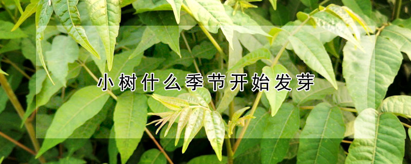 小樹什麼季節開始發芽