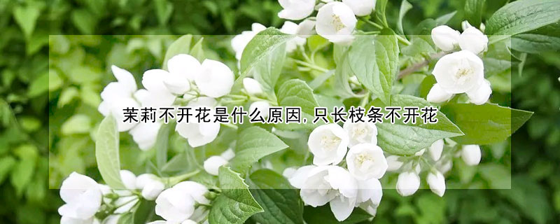 茉莉不開花是什麼原因,隻長枝條不開花