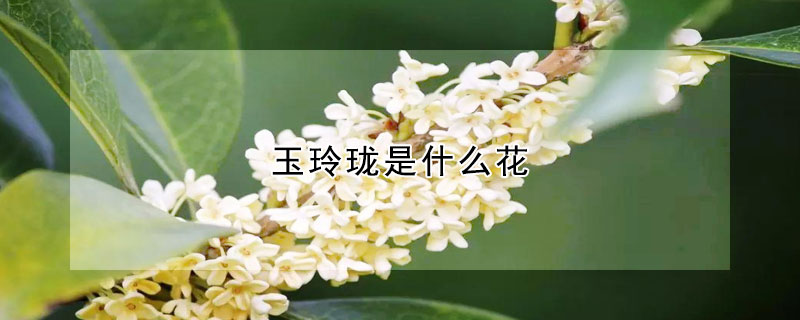 玉玲瓏是什麼花